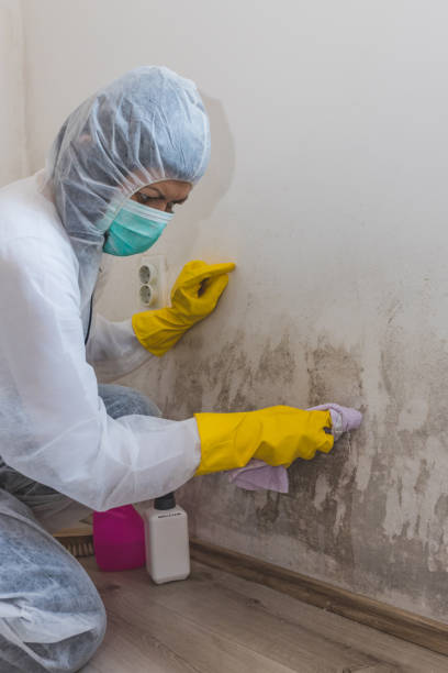 Best Attic Mold Removal  in Springdale, MD